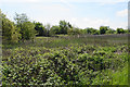 Brambles and bullrushes