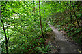 West Devon : Lydford Gorge - Woodland Path