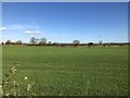 Farmland between Bowburn and High Shincliffe