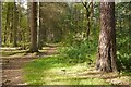 Path, Meikleour Wood