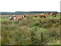 Cattle at Corsehill