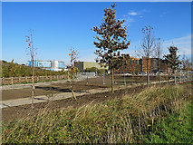 TL4654 : Cambridge Biomedical Campus: new road, new trees, new pond by John Sutton