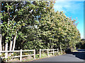 Trees on Longfield Road, Pudsey