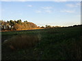 Farmland at Perlethorpe