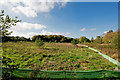 Newt & reptile fencing on Gibbs Plantation