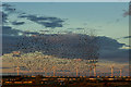 A murmuration of starlings