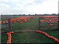 Howe Bridge Farm pumpkins