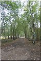 SE6537 : Path in Skipwith Common by DS Pugh