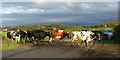 SH5070 : The cows, they keep coming (1), Llanddaniel Fab, Anglesey by Robin Drayton