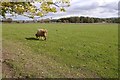 Grazing, Balloch