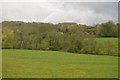 Trees along the River Brue