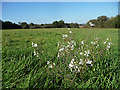 Flowers in a field