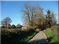 Country road near Greatham