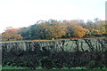 Fields by Cattle Hill, Yarlington