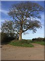 Sycamore tree and tracks