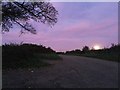 Sycamore, road and moonrise