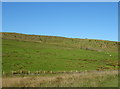 Grazing near Long Shay