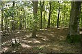 Woodland above Craigton