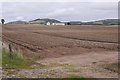 Defoliated potatoes