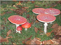 TQ4123 : Close up  view of fly agaric at Sheffield Park by Adrian Diack
