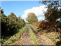 Leaf litter on the Upper Road, Mullaghbawn