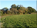 Looking to the edge of Broadlands Wood