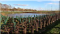 Recently planted trees at the edge of a pond, Crewe