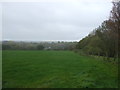 Grassland beside woodland