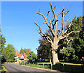 Dead Tree, Mounts Hill