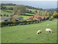 Grazing sheep near to Little Friar?s Hill