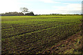 Crop near Owls Hill Farm