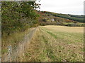 Arable land divided from woodland by a fence