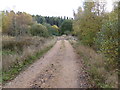 Forest track heading towards Torry Hillock and Brown Hill