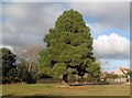 Holland-on-Sea: Specimen coniferous tree