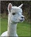 At Oxton Rakes - head of an alpaca