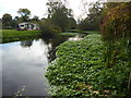 River Colne near Iver Lane