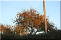 Ripe apples in North Cadbury