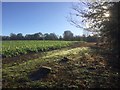 NT1368 : Winter crop at Burnwynd by Alan Reid
