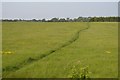 Footpath across field