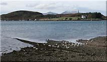 NM8530 : Herring gulls on the shore by Richard Sutcliffe