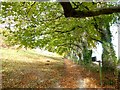 Bridleway under the beech trees