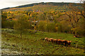 Highland Cows at Clunebeg, near Drumnadrochit