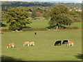 Cattle at Pinner Park Farm