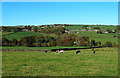 Farmland View Near Oxenhope