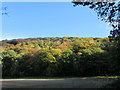 Autumnal woodland