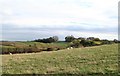 Sheep at Sheephills Farm