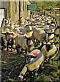 SK1686 : Sheep jam at Edale End by Neil Theasby