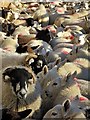 SK1686 : Sheep corralled at Edale End Farm by Neil Theasby