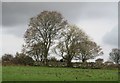 Coed ger Plas Glan-yr-Afon / Trees near Plas Glan-yr-Afon