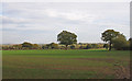 Crop Field near Cloville Hall, West Hanningfield